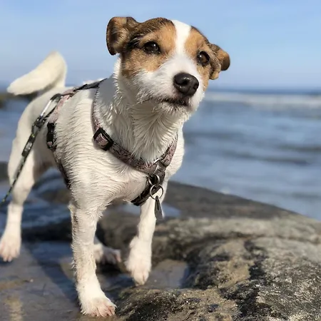 Klueterkammer, Auf Gutshof Mit Kamin Prázdninový dům Langballig